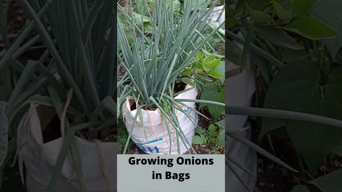 Simple Growing Onions in Bags #Shorts