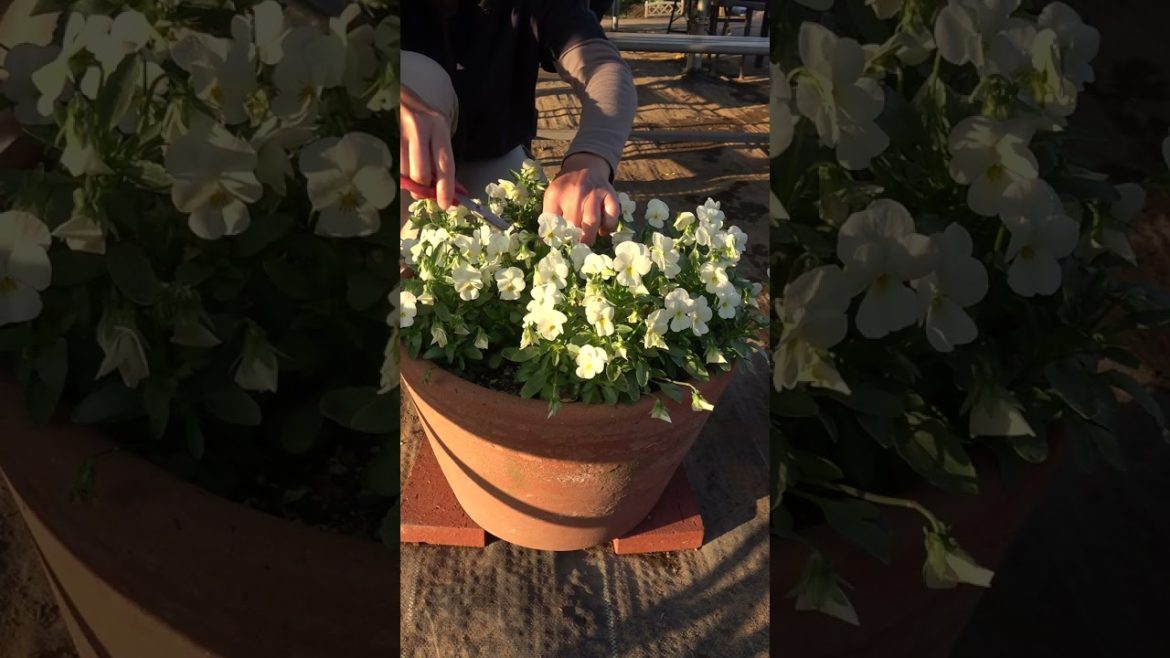 ガーデニングで花を長く咲かせるコツ!花がら摘み作業をやってみた!#shorts /Tips for picking flower stalks from a Japanese gardener. ガーデニングで花を長く咲かせるコツ!花がら摘み作業をやってみた!#shorts /Tips for picking flower stalks from a Japanese gardener.