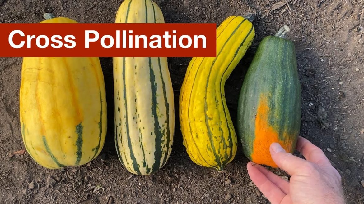 Accidental Cross Pollination