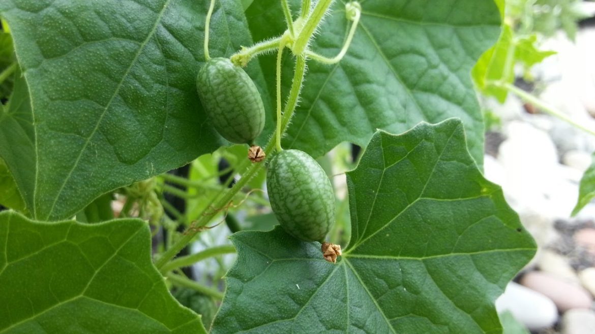 Mexican Sour Gherkin | August's Edible Patio | Seed Saver Exchange | Locavore | Gardening