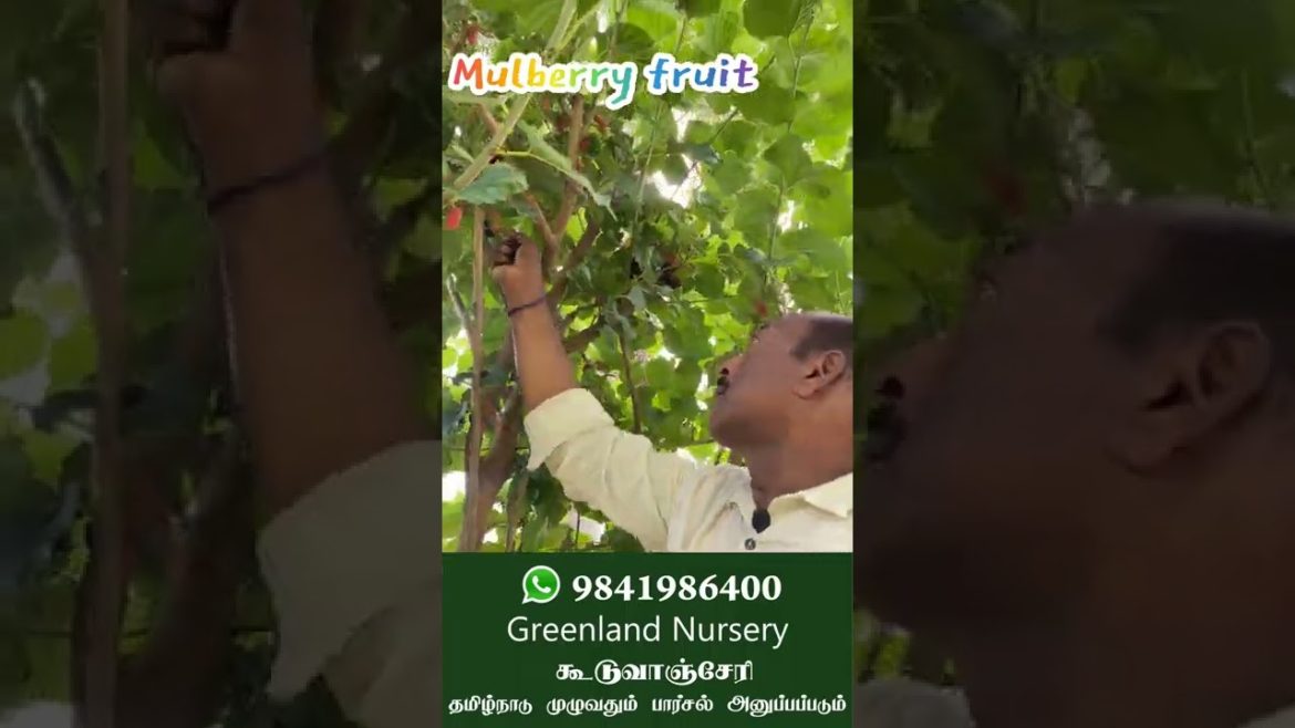 Tasty Mulberry Fruit From Greenland Terrace Garden – மாடி தோட்டத்தில் மல்பெரி செடி Tasty Mulberry Fruit From Greenland Terrace Garden - மாடி தோட்டத்தில் மல்பெரி செடி