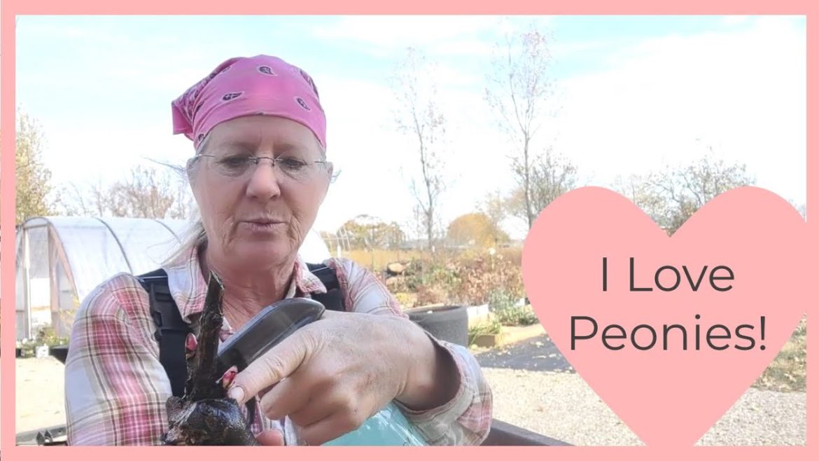 Planting Peonies | Fungal Treatment | Landscape Fabric