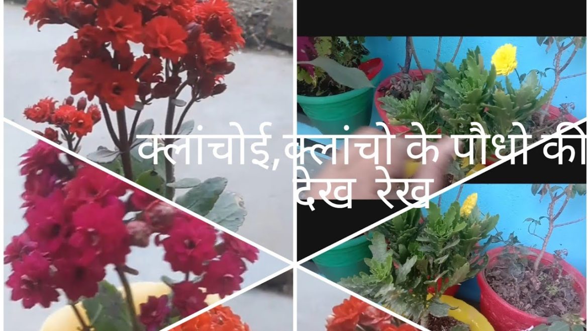 CARE OF KLANCHOI PLANT @AARADHYA GARDEN TIPS CARE OF KLANCHOI PLANT @AARADHYA GARDEN TIPS
