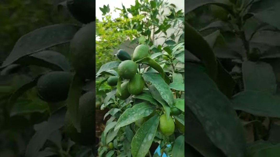 Kumquat Fruit Plant at our Terrace Garden. Lots of fruits in a single plant. Lime @Menpulam Solai Kumquat Fruit Plant at our Terrace Garden. Lots of fruits in a single plant. Lime @Menpulam Solai
