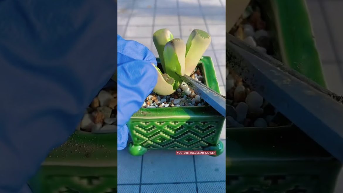 Tips for succulent plants