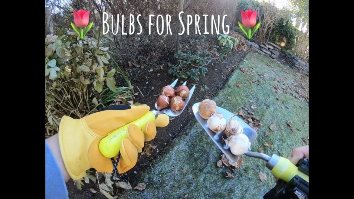How To – Tips – Planting #BULBS for spring 2019 with #BurgonandBall @GoPro #gardener How To - Tips - Planting #BULBS for spring 2019 with #BurgonandBall @GoPro #gardener