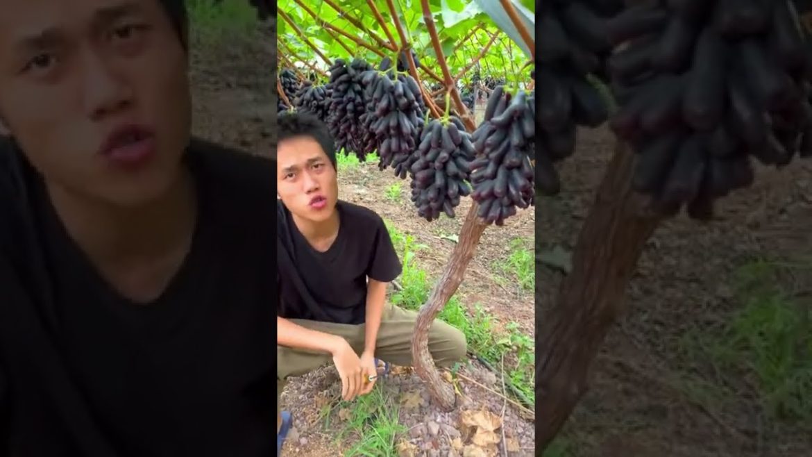 Chinese farmer and his Grapes fruit garden
