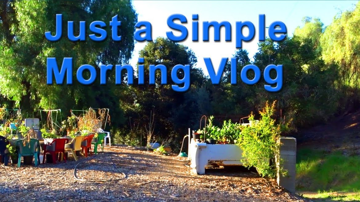 Quiet Vlog in the Garden, Container Gardening, Compost in Place System has Zucchini growing all Year Quiet Vlog in the Garden, Container Gardening, Compost in Place System has Zucchini growing all Year
