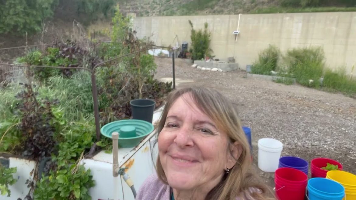 Evening Vlog, Nursery Garden Plants, Swooping Hawk, Container Gardening Holes, Buying a Refrigerator