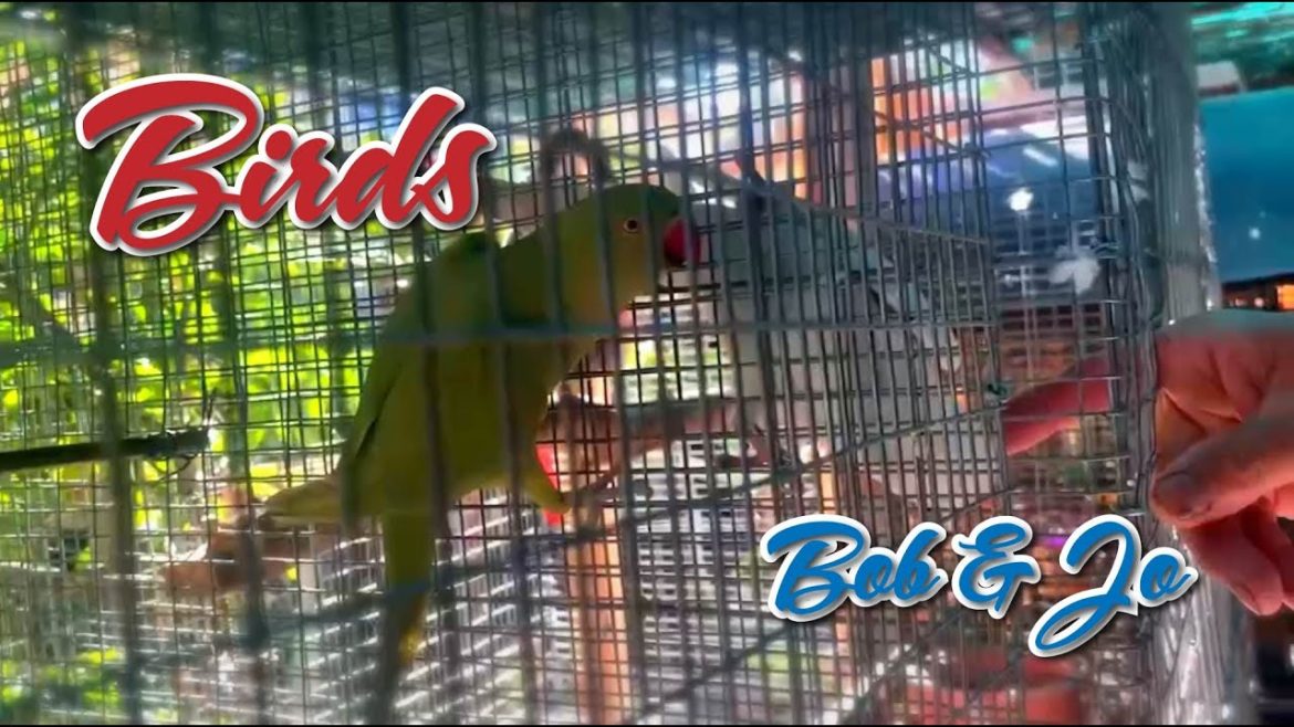 Our  backyard garden and aviary update!!!!