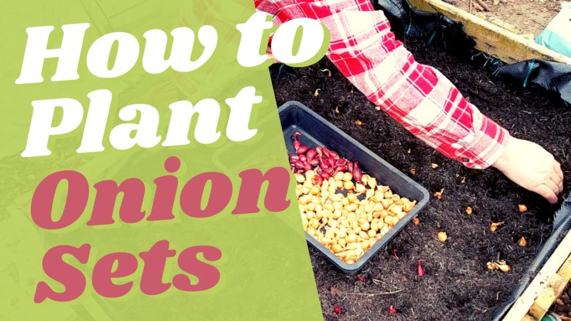 How to plant Onion Sets – Onion Container Garden How to plant Onion Sets - Onion Container Garden
