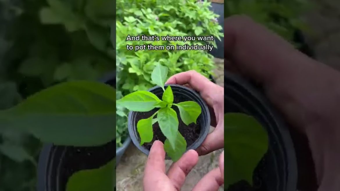 #shorts  #garden #gardening #gardentour #gardener #gardens #harvest #harvesting #organic #planting