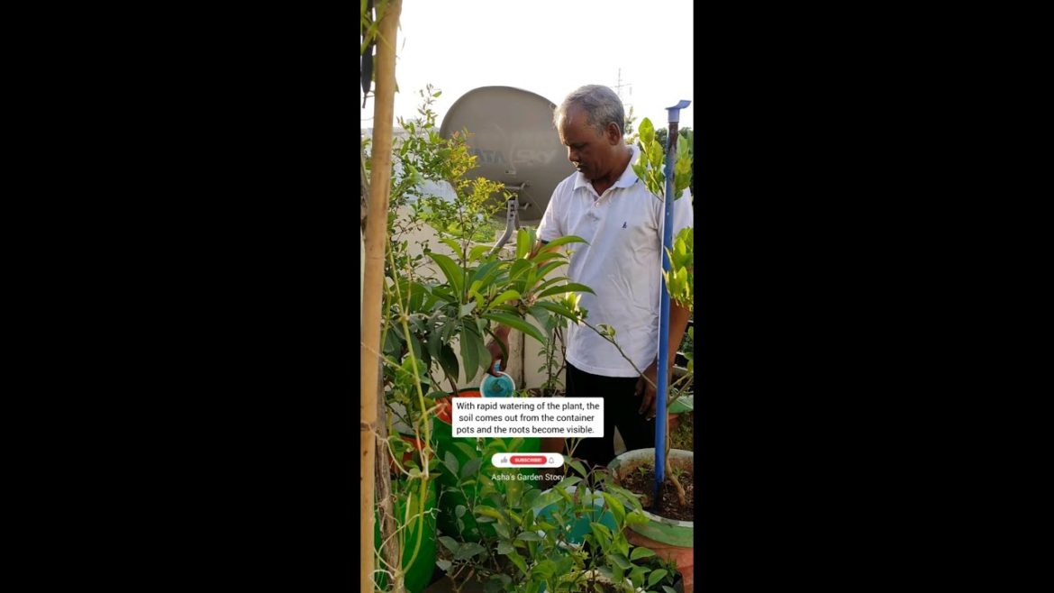 Right Way To Water Plants|पौधों को पानी देने का सही तरीका|#ashasgardenstory#shorts Right Way To Water Plants|पौधों को पानी देने का सही तरीका|#ashasgardenstory#shorts