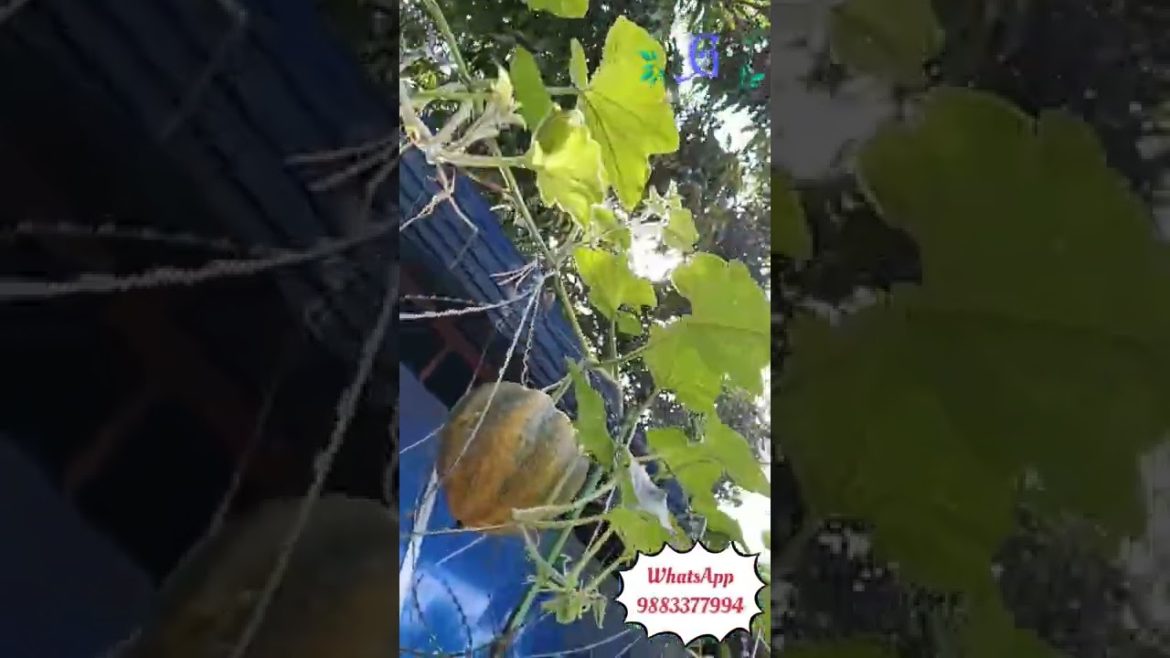 Kumro #shorts #shortvideo #youtubeshorts #flower #tree GH0033 Kumro #shorts #shortvideo #youtubeshorts #flower #tree GH0033