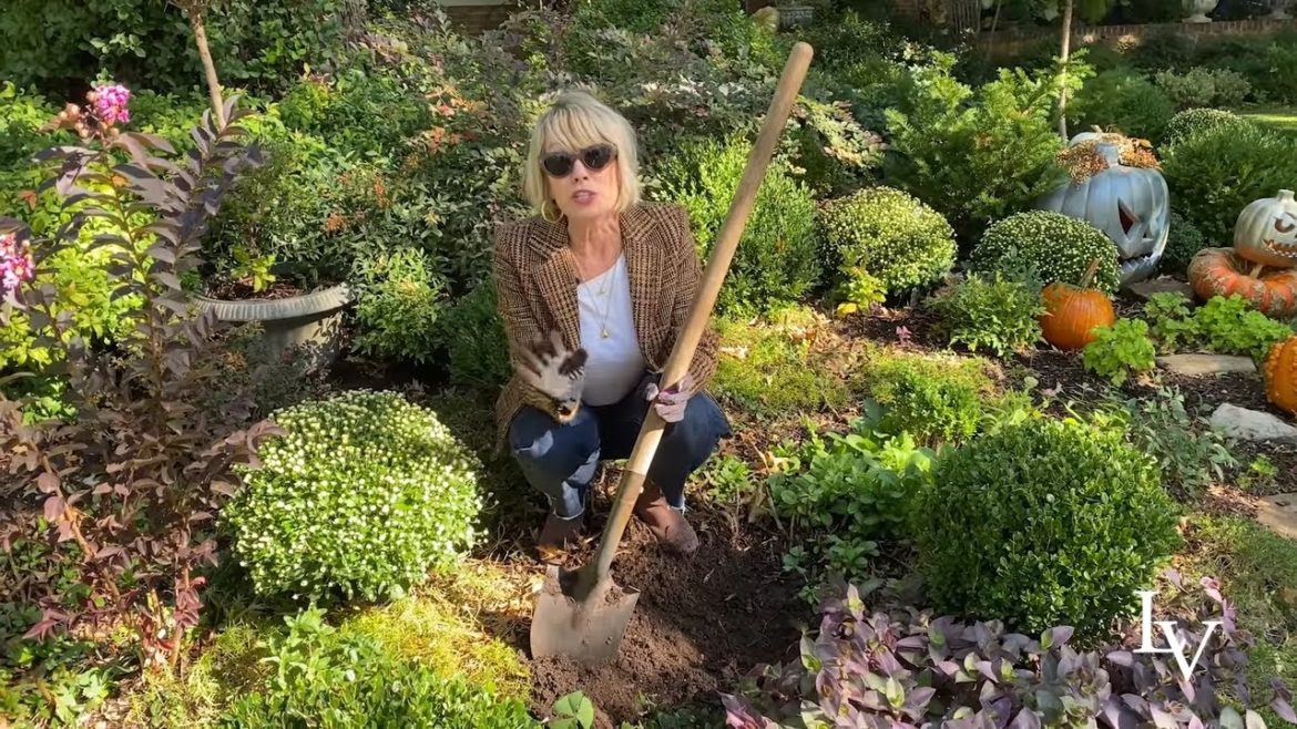 "Mums" The Word in my Fall Front Yard