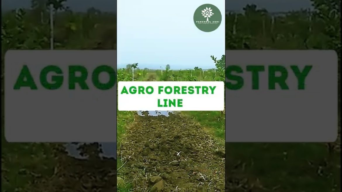 Guava Farming | Agroforestry | Panchkul Agri | Shorts Guava Farming | Agroforestry | Panchkul Agri | Shorts