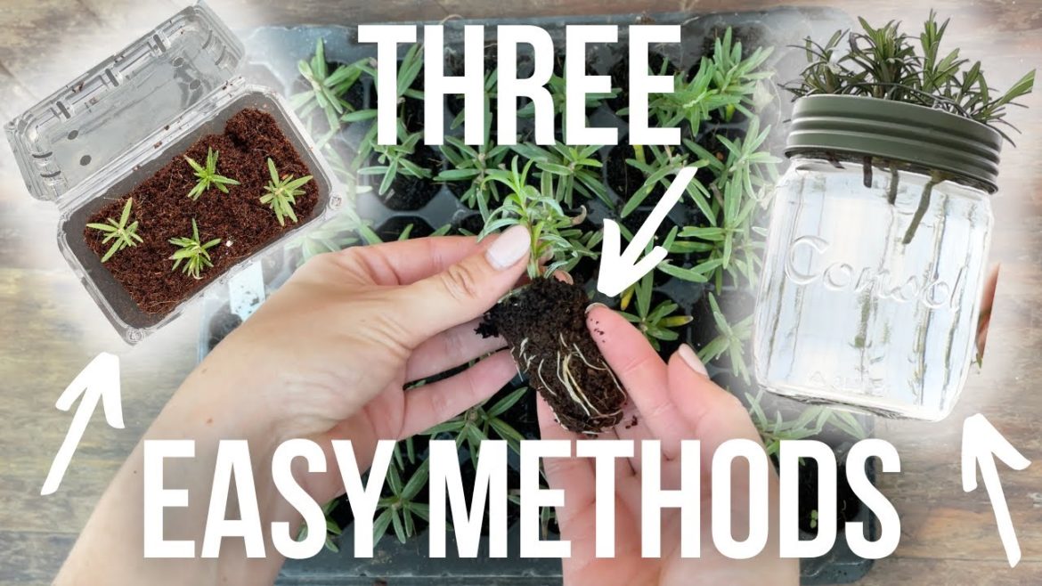 3 Ways To Propagate Rosemary In Your Nursery