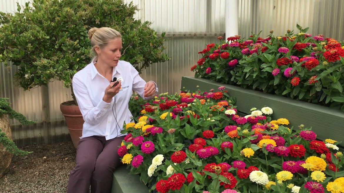 Deadheading Zinnias 🚫✂ #gardeningtips - Great Garden Tips