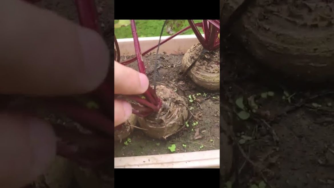 Te enseño que fácil es sembrar remolachas en maceta #shorts #huerto #organico