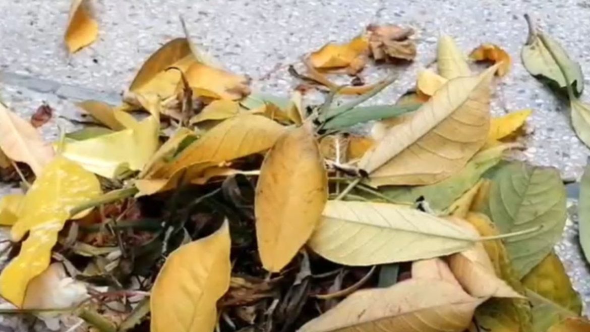 PART 1 - VERY SATISFYING !! GARDEN CLEANING DAY #video #trending #cleaning #cleaningtips #viralvideo