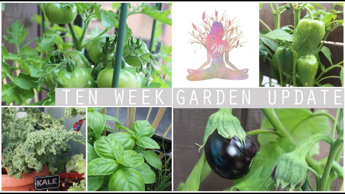My Edible Container Garden Tour | Ten Week Garden Update My Edible Container Garden Tour | Ten Week Garden Update