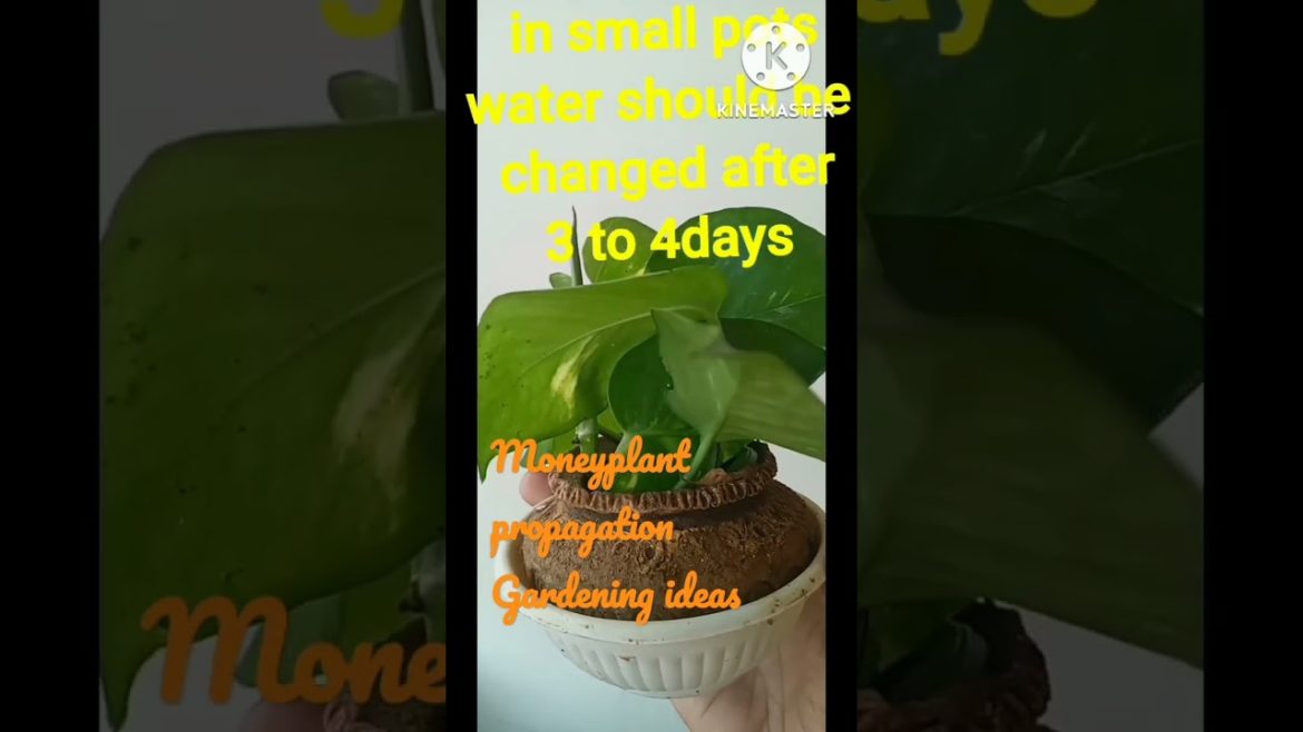 Money Plant grows on anythingmoneyplant propagation money plant caregardeninghacksgardeningideas