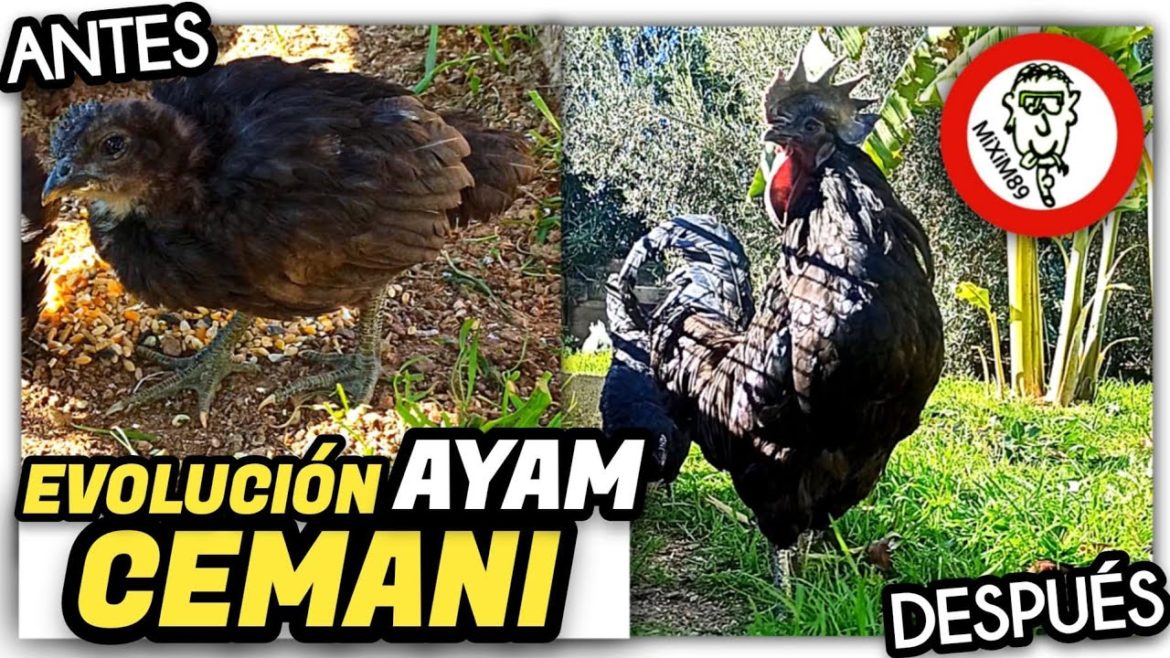 🐔🐤AYAM CEMANI de Pollitos a Gallos y Gallinas by mixim89 🐔🐤AYAM CEMANI de Pollitos a Gallos y Gallinas by mixim89