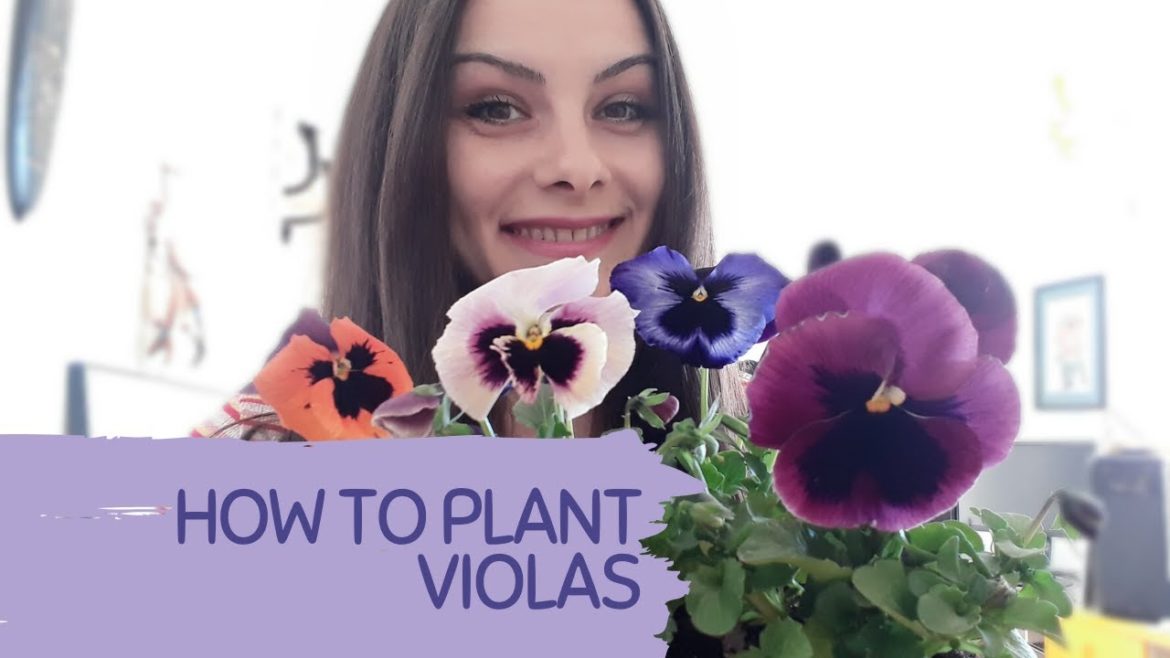 HOW TO PLANT AND GROW VIOLAS IN POTS OR IN GARDEN. Tips for growing pansies. Long-lasting flowering