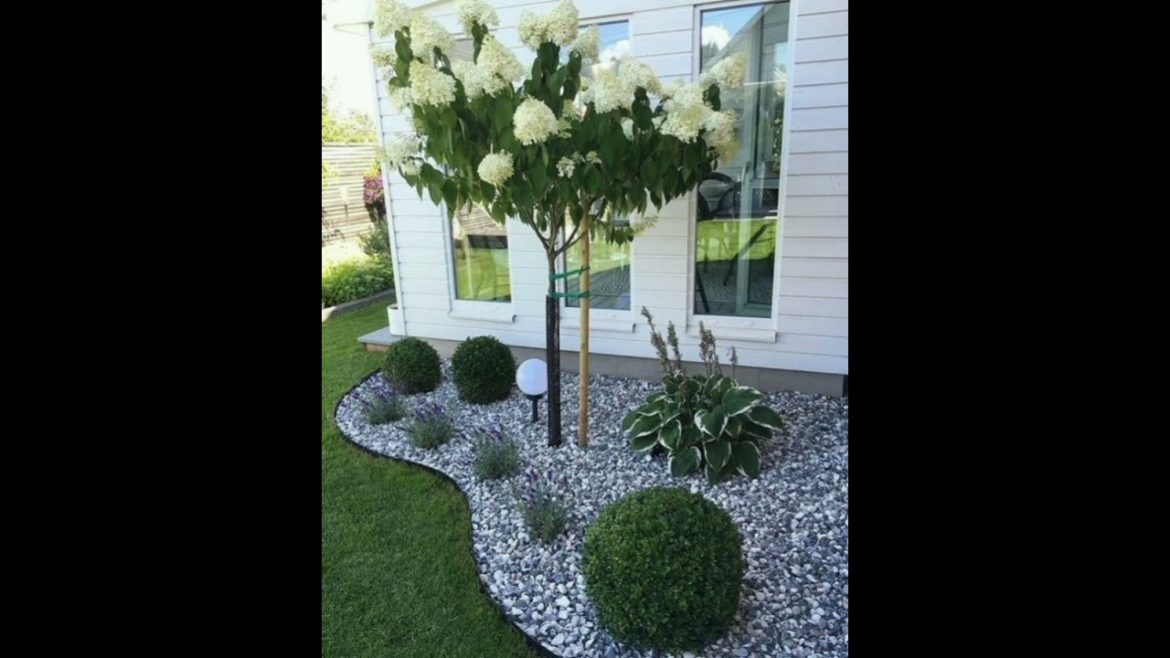 Amazing front yard garden landscaping|home garden ideas|#shorts (home swag )