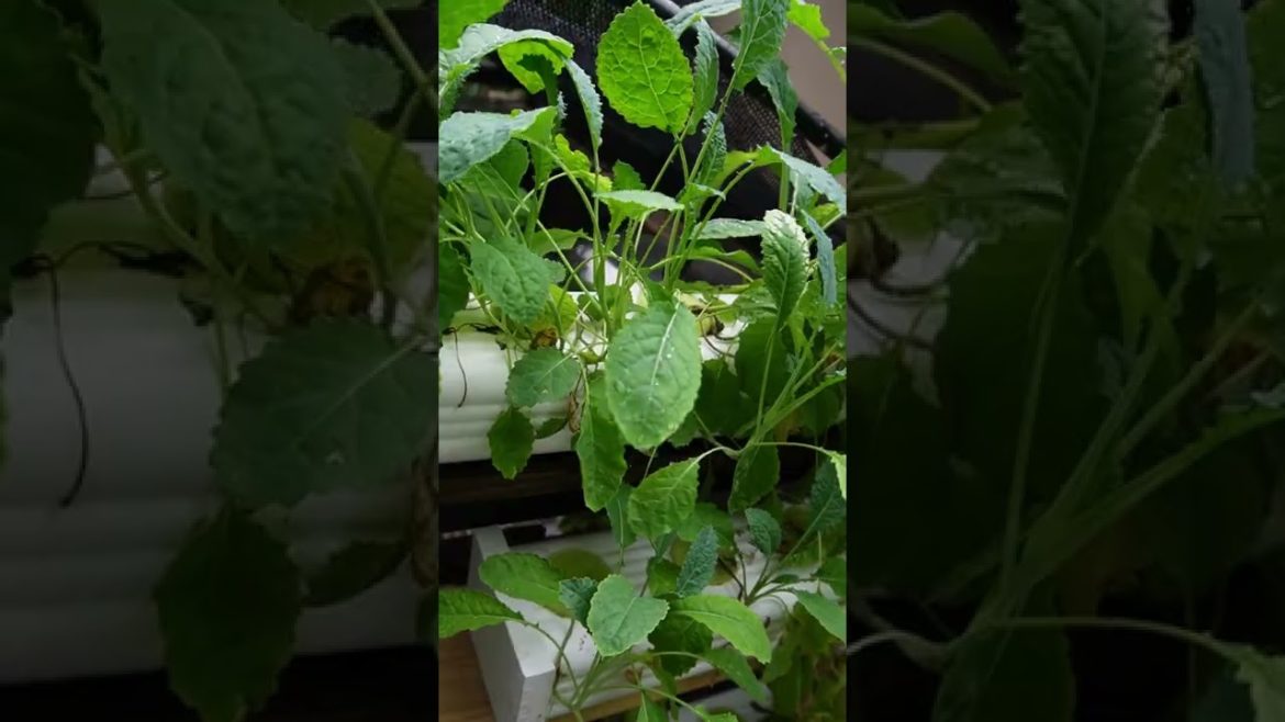 DINO KALE in Cheap and Easy Hydroponics