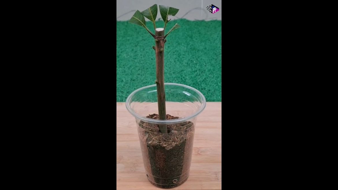 Amazing Method for Grow Mango Tree from Cutting by Onions #shorts #omg #trending