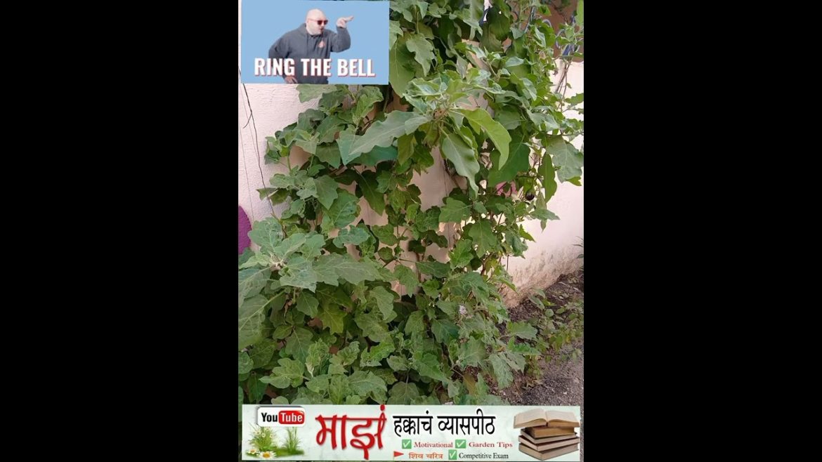 Garden design#shorts