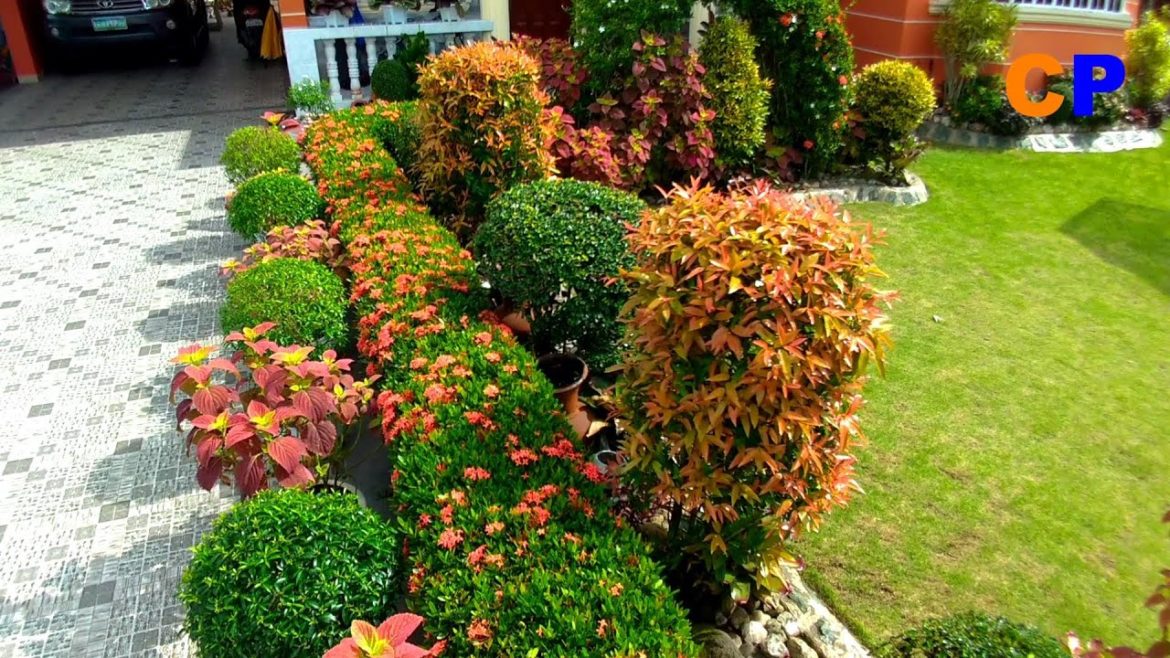 PHILIPPINE PLANTS/FLOWERS/GARDEN IDEAS/LANDSCAPING IDEAS
