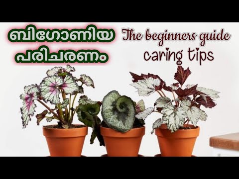 ബിഗോണിയ പരിചരണം||നടീൽ രീതി|| begonia caring tips malayalam|| propagation||gardening tips ബിഗോണിയ പരിചരണം||നടീൽ രീതി|| begonia caring tips malayalam|| propagation||gardening tips