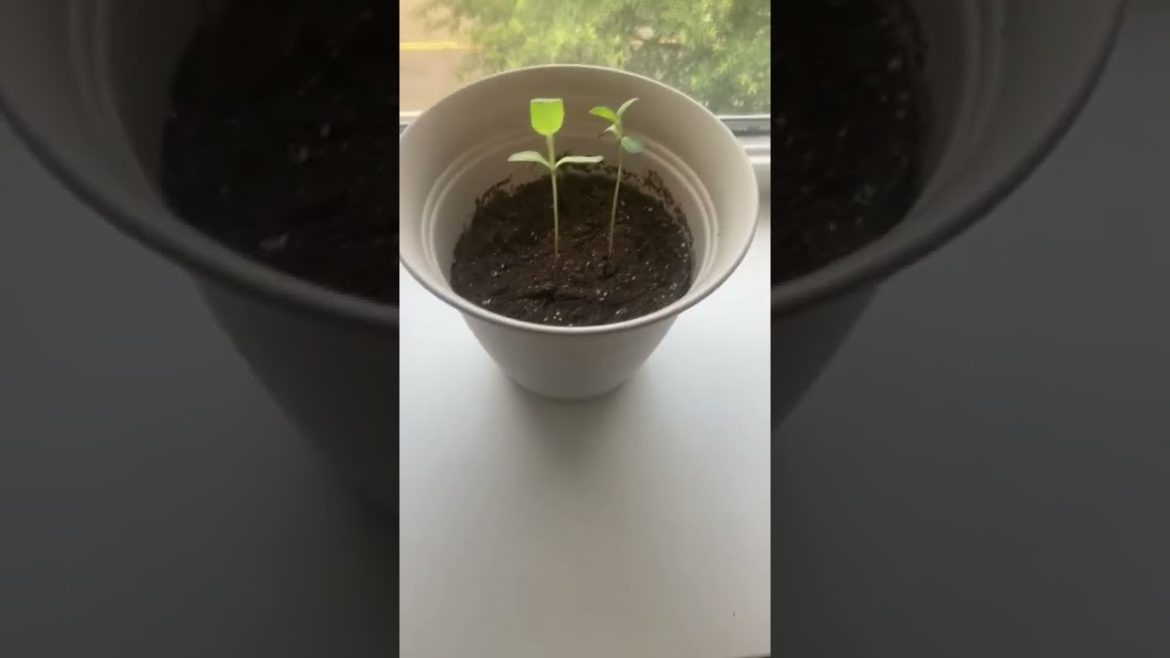 Customer Reviews The HC Companies Eclipse Round Plastic Planter Customer Reviews The HC Companies Eclipse Round Plastic Planter