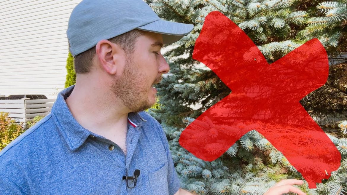 I've Got A Tough Decision To Make | The Southerner's Northern Garden I've Got A Tough Decision To Make | The Southerner's Northern Garden