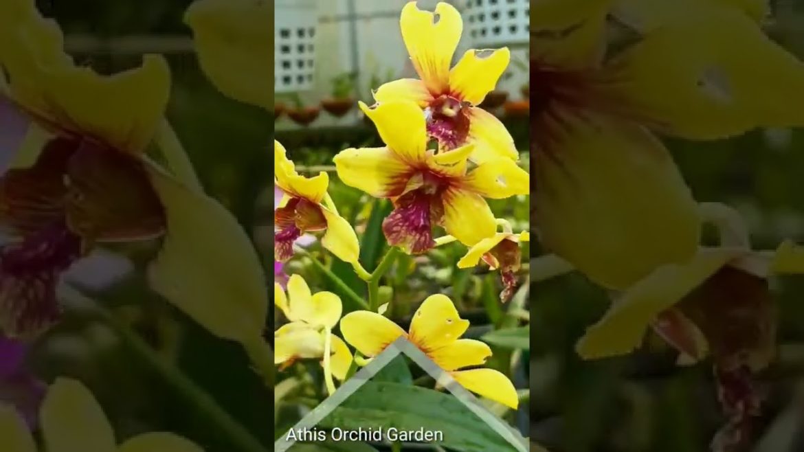 Athis Orchid Garden Shorts ! Gardening Tips !