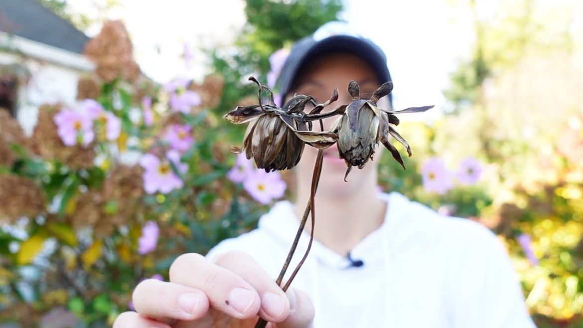 Saving Dahlia Seeds, Planting Snowdrops, Cutting Back Peonies, Leaf Mulching // Northlawn Saving Dahlia Seeds, Planting Snowdrops, Cutting Back Peonies, Leaf Mulching // Northlawn