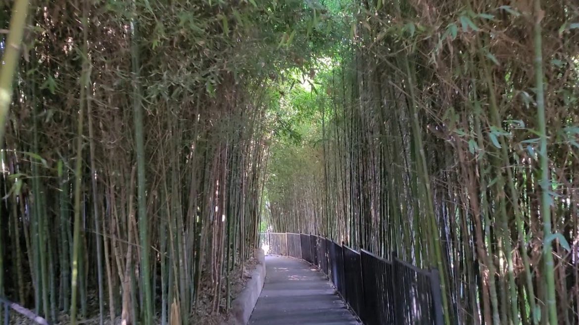 Walking tour of the Japanese Garden Bonsai collections at the Huntington Library in Los Angeles CA
