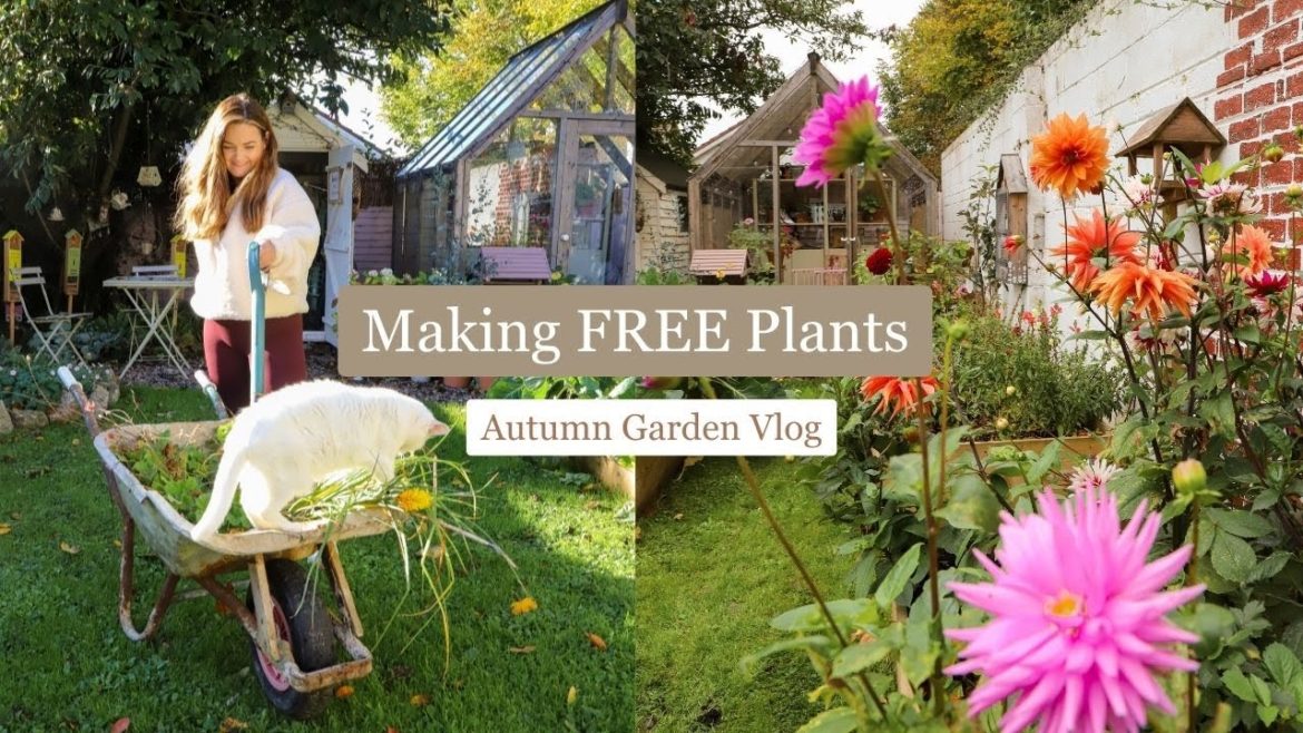 Dividing perennial plants, Geums and hardy Geraniums, Autumn garden vlog