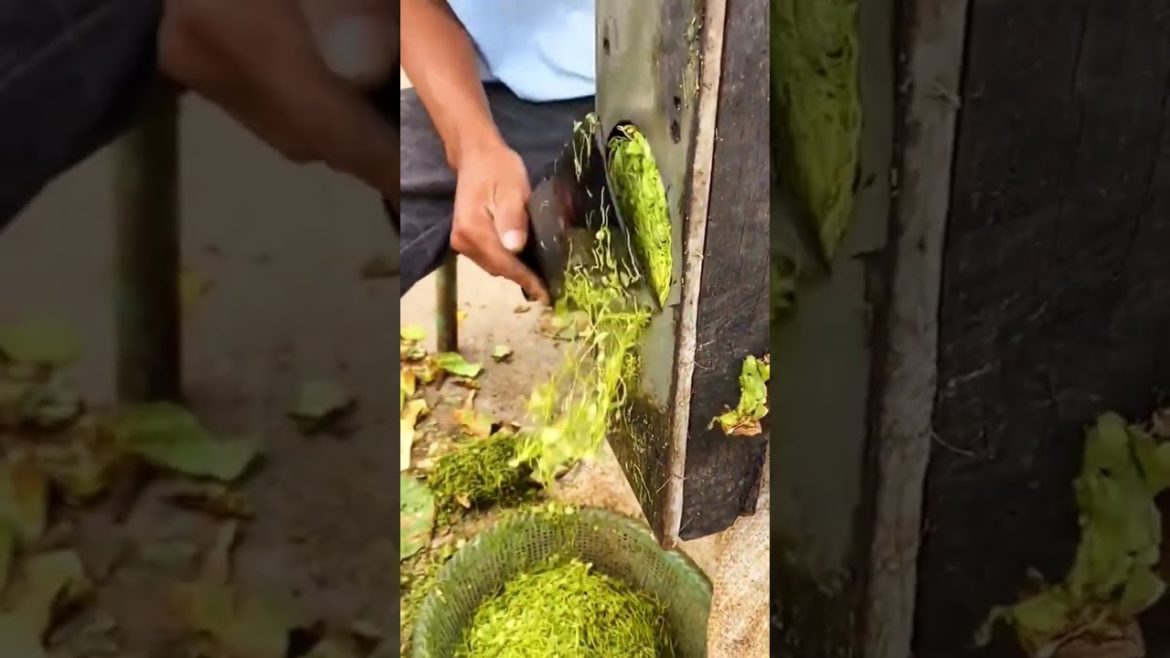 Tobacco plant cutting tip #shorts #tips