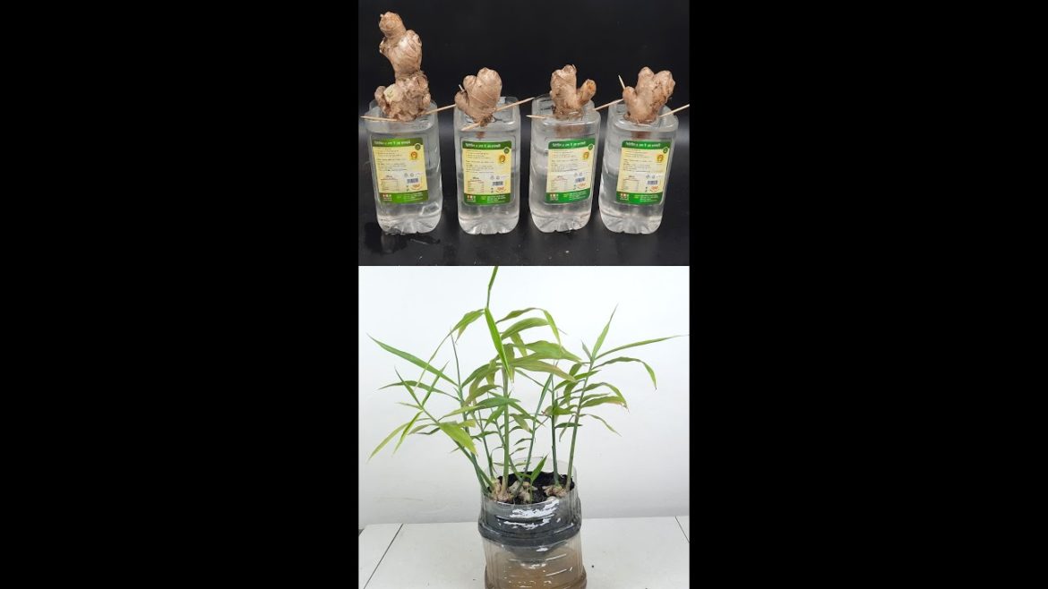 How to grow Ginger in water for beginners, Growing ginger at home#Shorts