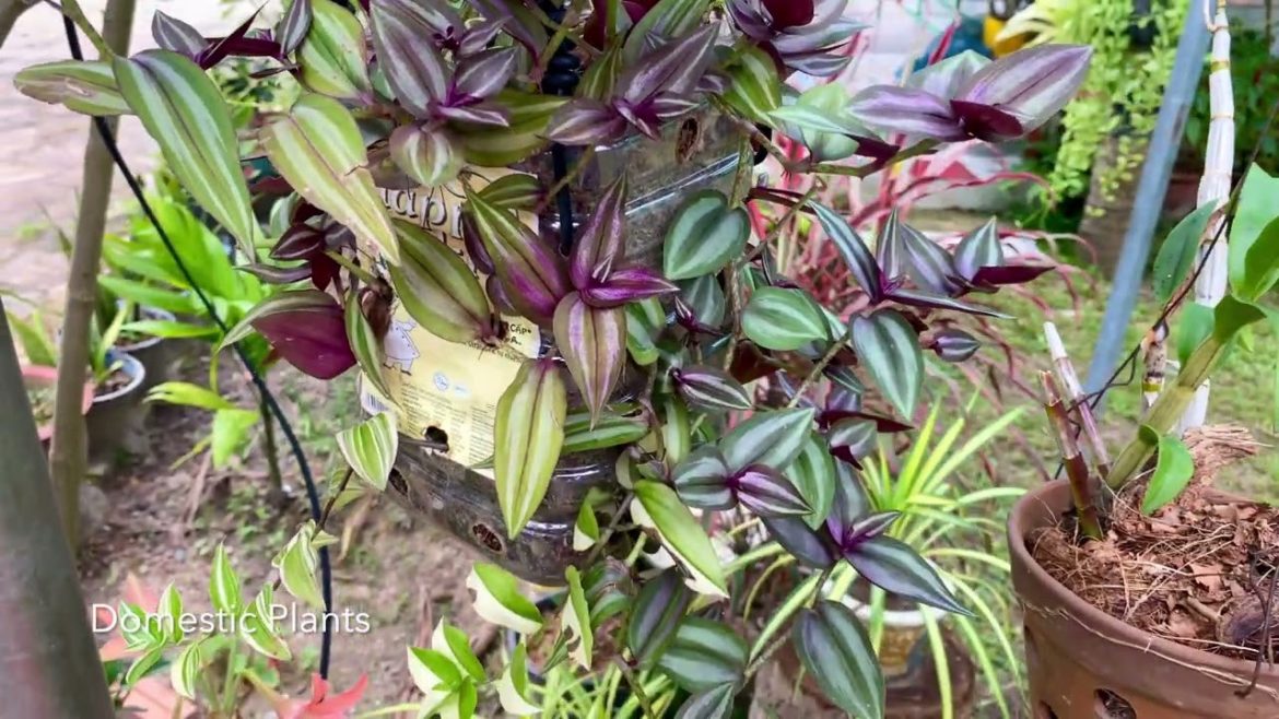 How to Grow Wanderring Jew Plant Care Guide How to Grow Wanderring Jew Plant Care Guide
