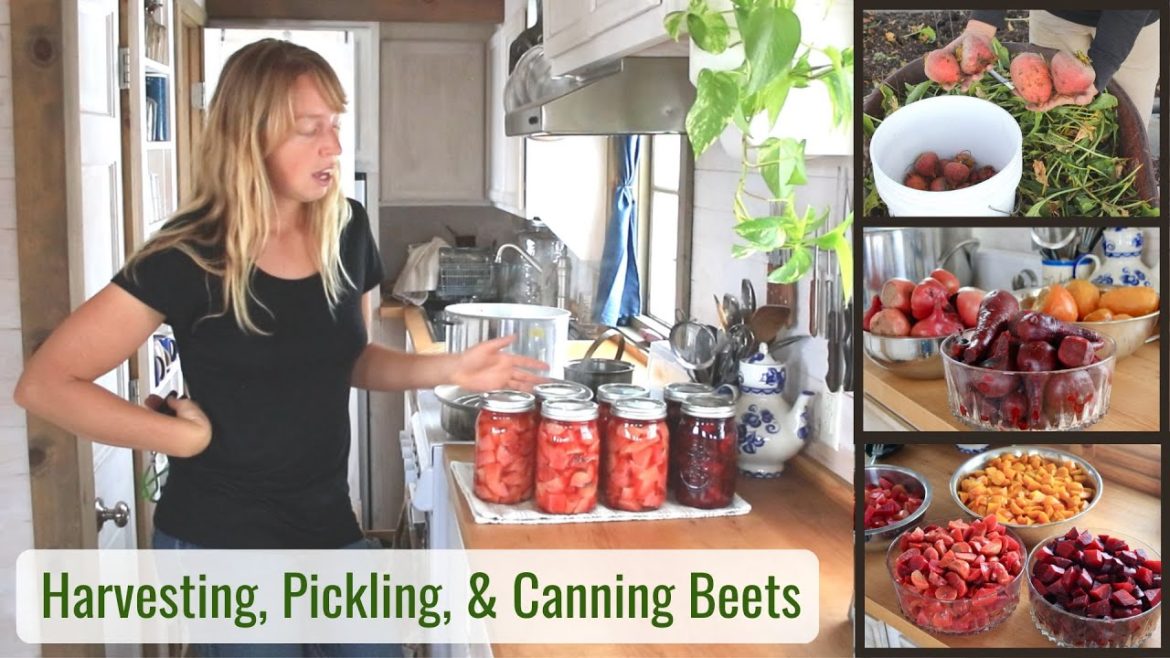 Grandma's Pickled Beets – Harvesting & Canning, Preserving Food & Emptying the Garden Before Winter Grandma's Pickled Beets - Harvesting & Canning, Preserving Food & Emptying the Garden Before Winter