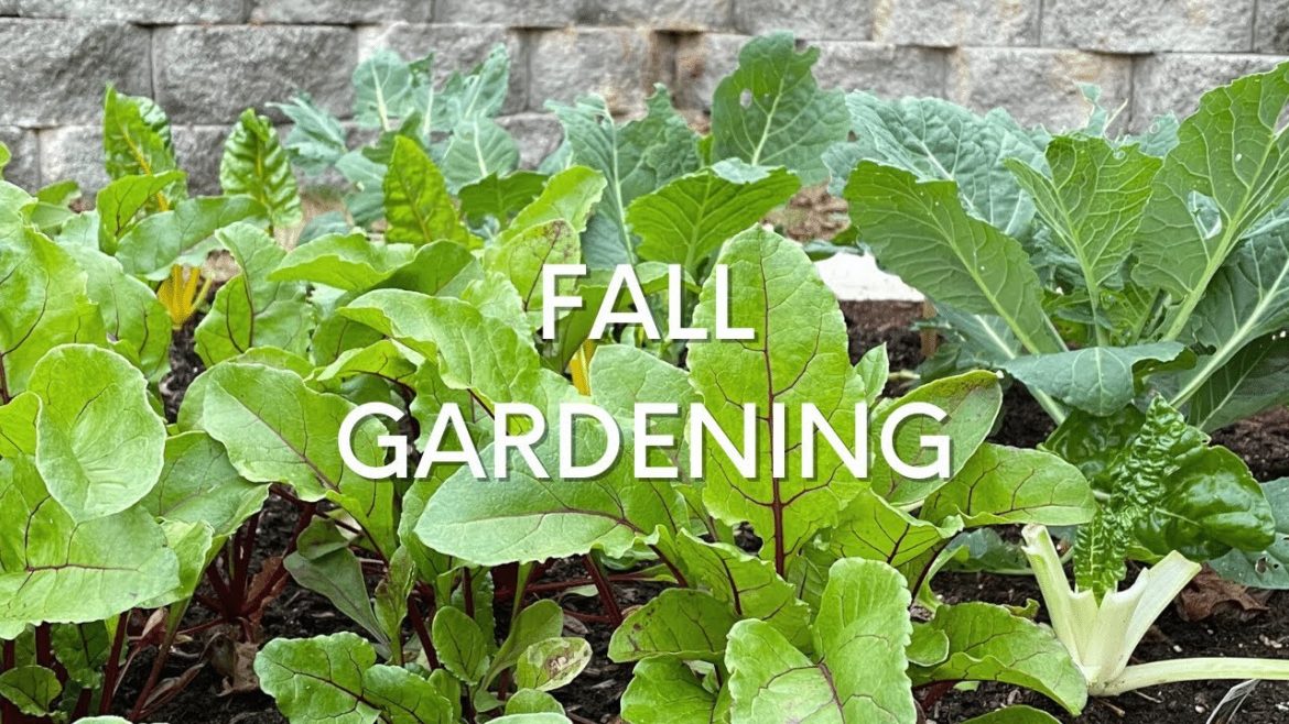 Fall Vegetable Gardening 🥬 🍂 🌿 #shorts