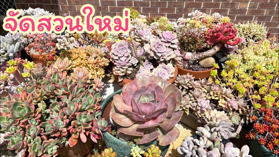(Eng sub) Rearranging my succulent garden จัดสวนไม้อวบน้ำหน้าบ้านใหม่ สวนกุหลาบหิน #101