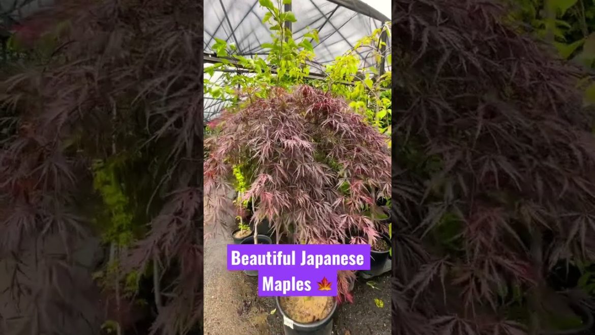 Beautiful selection of Japanese Maples!