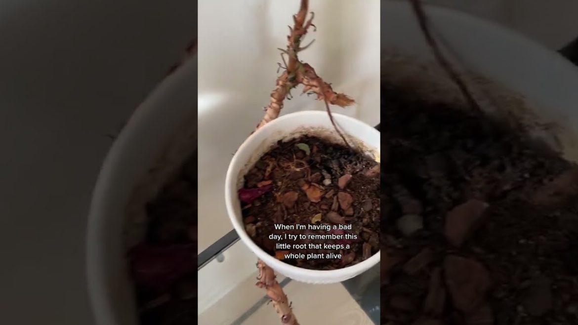 Little Fighter TikTok smud123