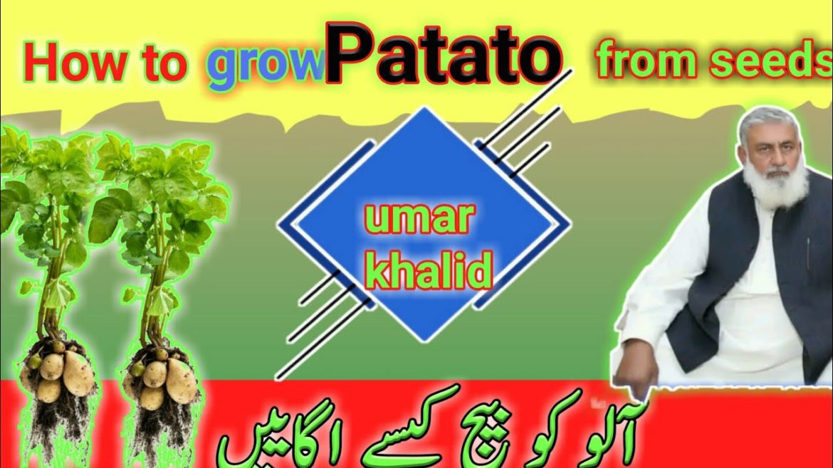 how to grow patato to patatocontainer gardeningpotato