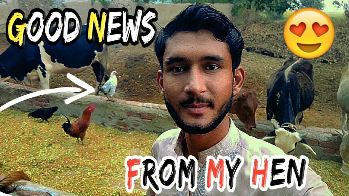 Good News From My Hen π Good News From My Hen π